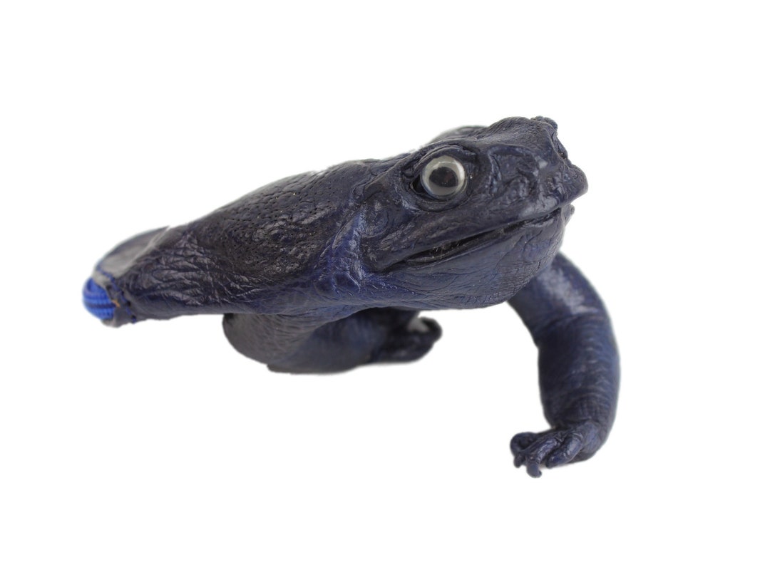 Royal Blue-purple Dyed Cane Toad Coin Pouch (1019-10M-RB) - Etsy
