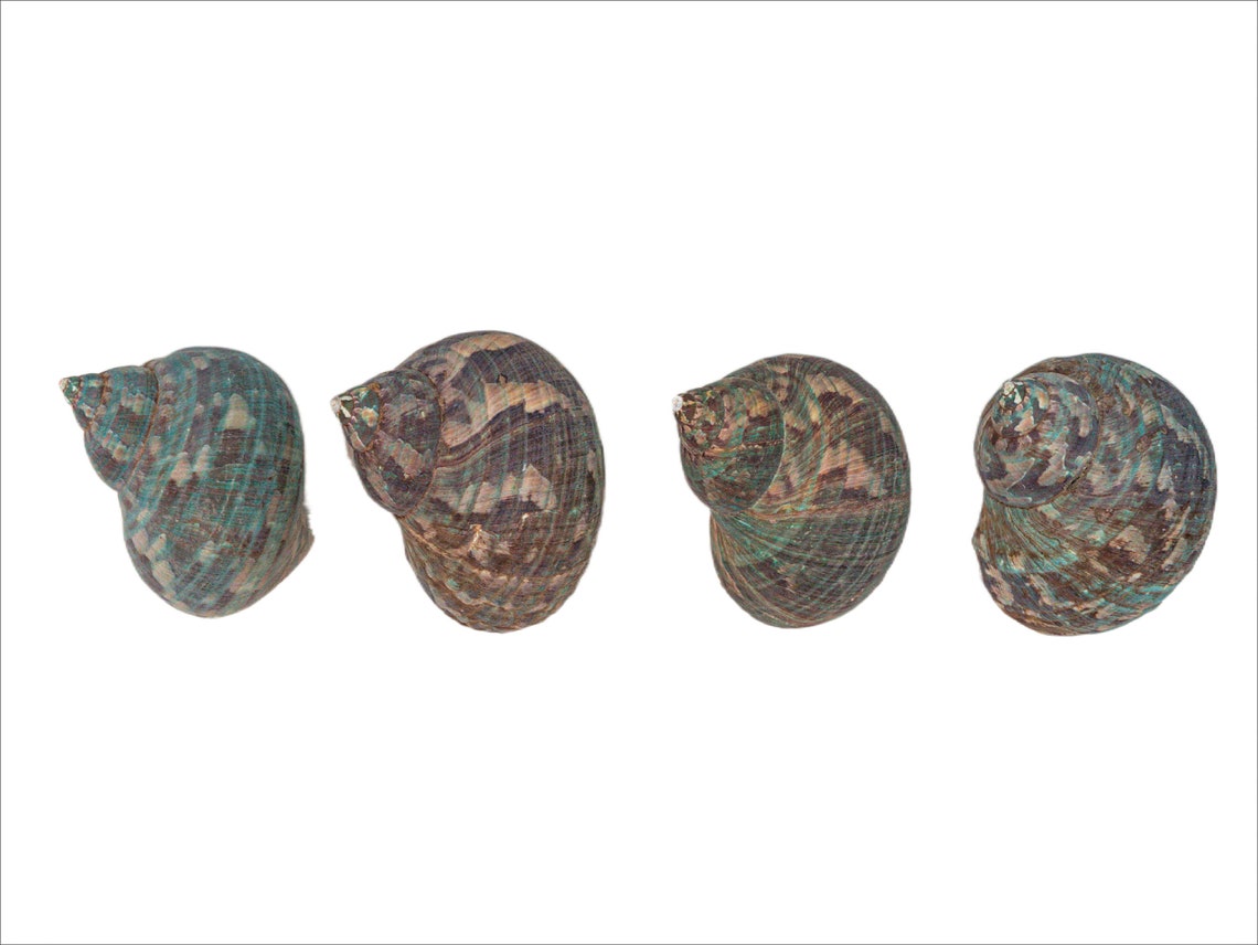 L31 Shell Raw Camouflage Turbo Sarmaticus Shell Large Size (672-R-L) L31 - Etsy
