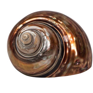 Dyed Copper Polished Turbo Imperialis Shell: Small (1143-P-CP-S) Y3L
