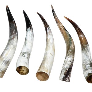 May include: Five curved, polished horns with a natural, variegated color scheme. The horns transition from a light, off-white base to shades of brown and black at the tips. The open ends reveal a natural, textured interior.