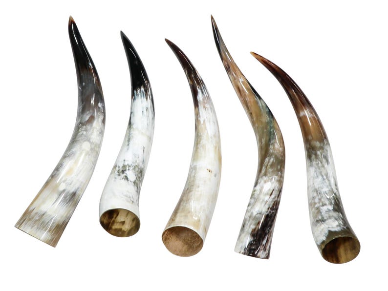 May include: Five curved, polished horns with a natural, variegated color scheme. The horns transition from a light, off-white base to shades of brown and black at the tips. The open ends reveal a natural, textured interior.