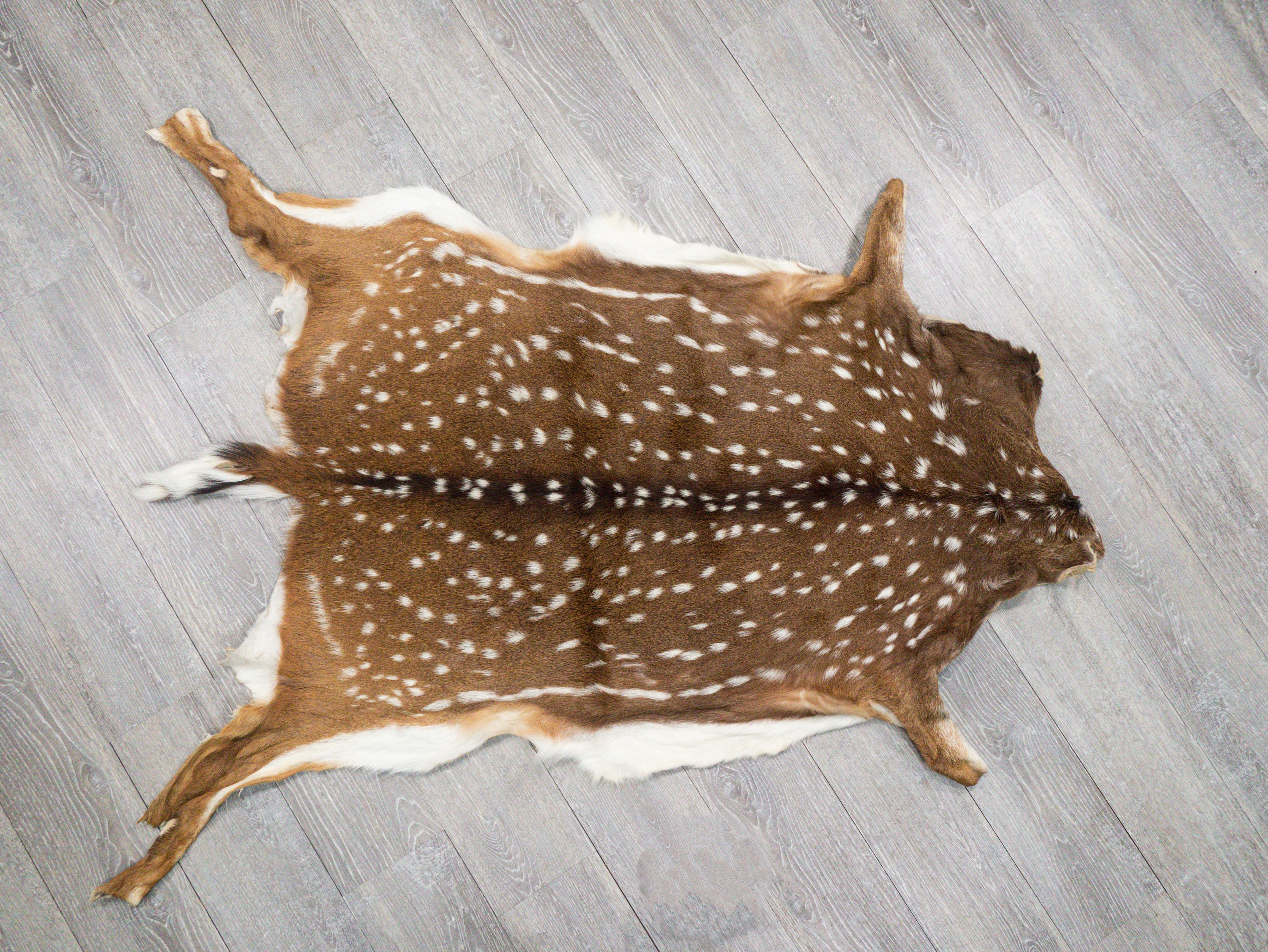 Large Authentic Axis Deer Hide - 3'6 x 2'3 (AXIS040) — Superior
