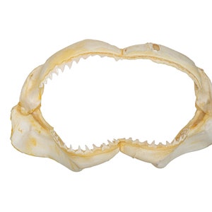 Real Bull Shark Jaw 12.5&quot; (561-J16-12-G6188) Y3K