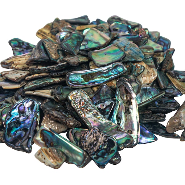 Highly Polished Paua Abalone Shell Pieces: Assorted 15-50mm 1/4-lb Bag (565-TPHPAS-4) Y3L