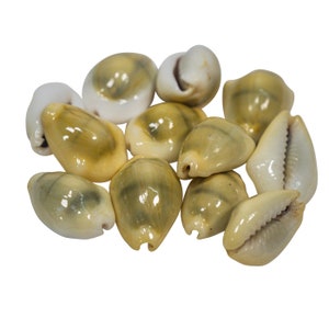Ten (10) pack of Yellow Cowrie Shells (269-276-D) Y1J
