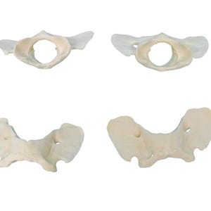 Four Coyote Butterfly Vertebrae Bones (1116-41) Y2J