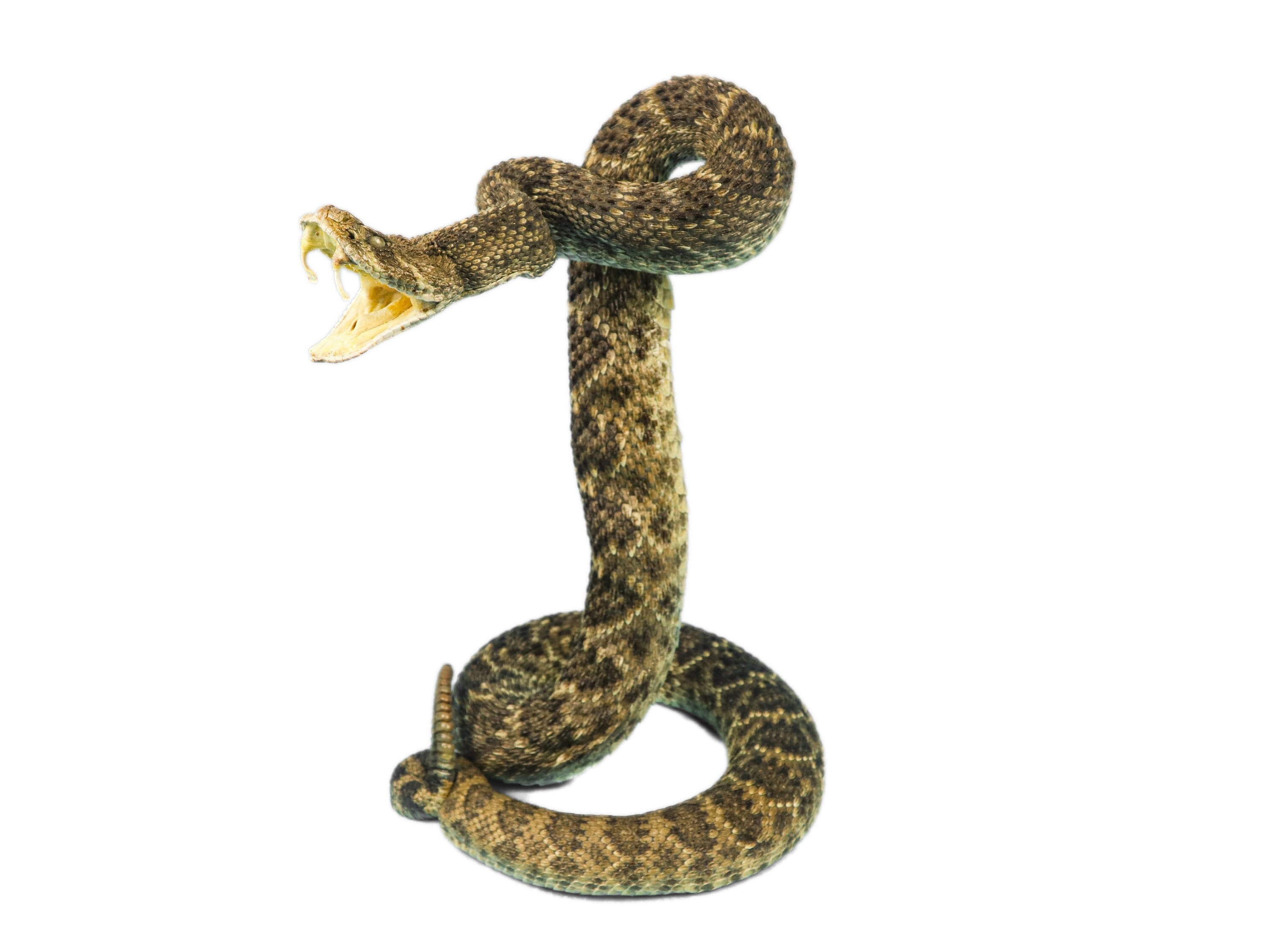 Western Diamondback Rattlesnake Drawing