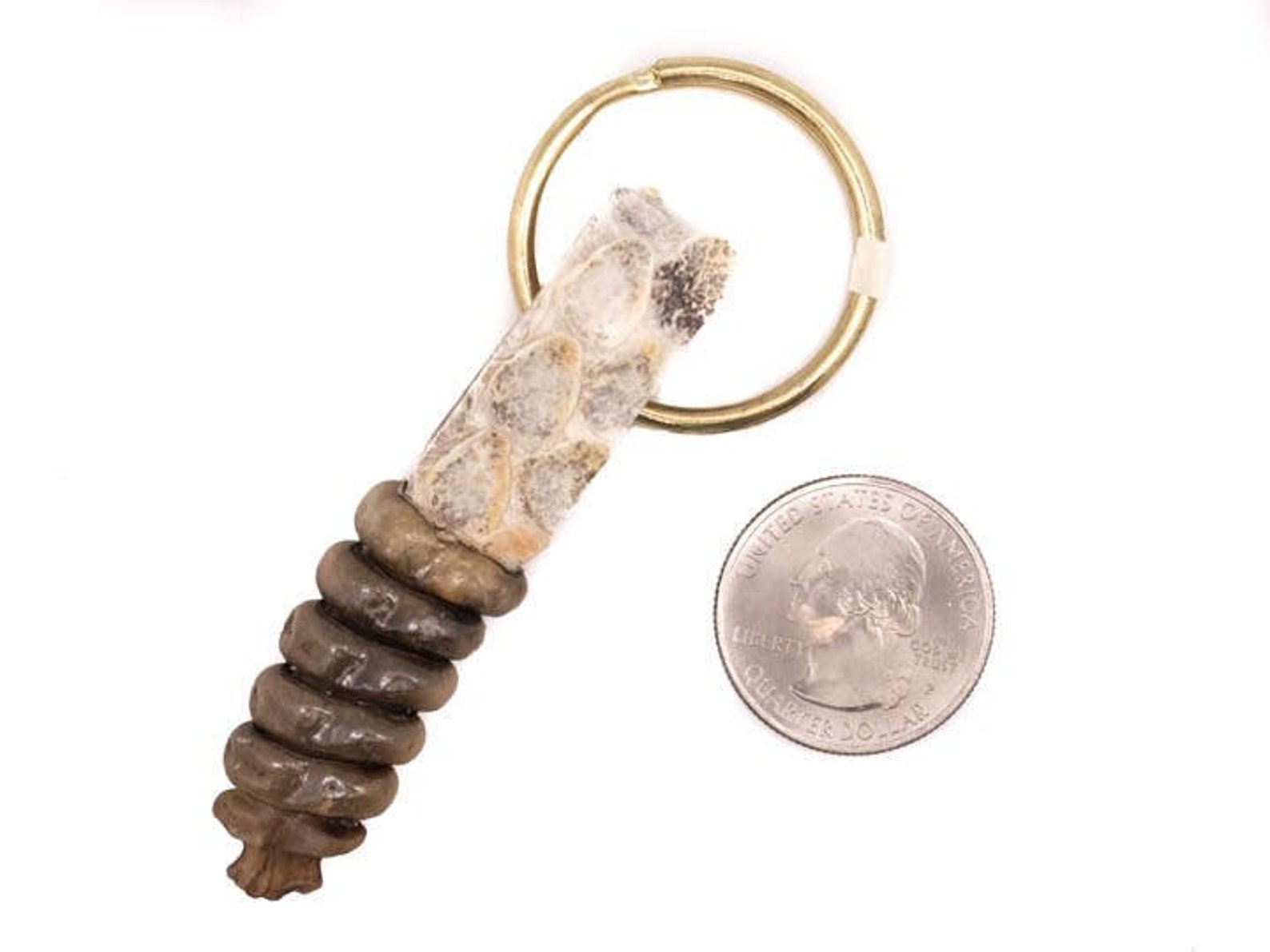 Rattlesnake Rattle and Skin Keychain 4231S C4D Etsy