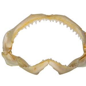 Real Bull Shark Jaw 8.5&quot; (561-J16-08-G6228) Y3K