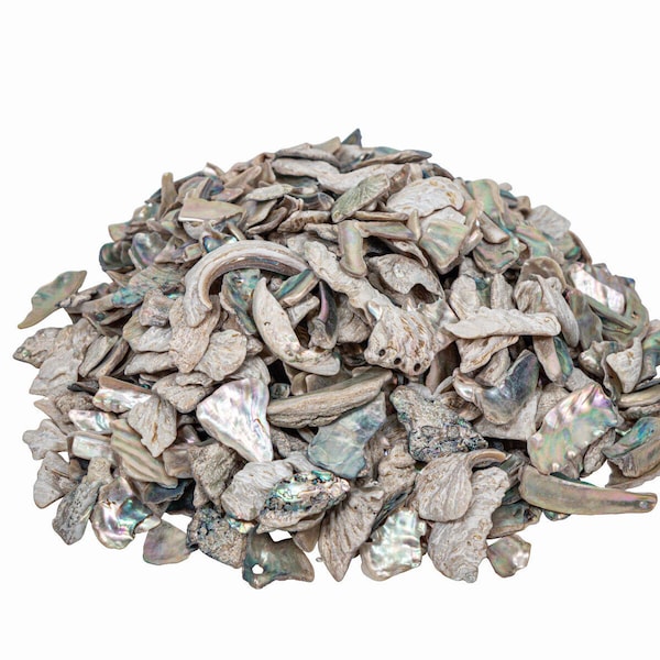 1-kg bag (2.2 pounds) of Tumbled Natural African Abalone Pieces: 12mm-19mm (220-TP-1219-NA) Y3E