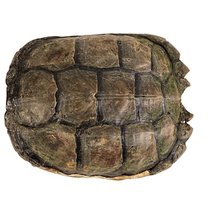 May include: A close-up of a turtle shell, showcasing a mosaic of earthy tones. The shell's surface is a blend of browns, greens, and tans, with a textured, segmented pattern. The shell's edges are slightly irregular, adding to its natural appearance.