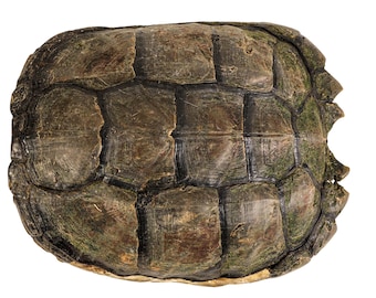 Real 11" Snapping Turtle Shell with Plastron (229-WP-1011-G6666)