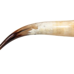 May include: A brown and white bull horn with a dark brown tip. The horn is curved and has a smooth surface.