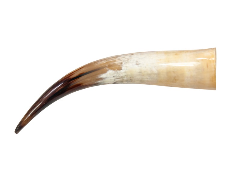 May include: A brown and white bull horn with a dark brown tip. The horn is curved and has a smooth surface.