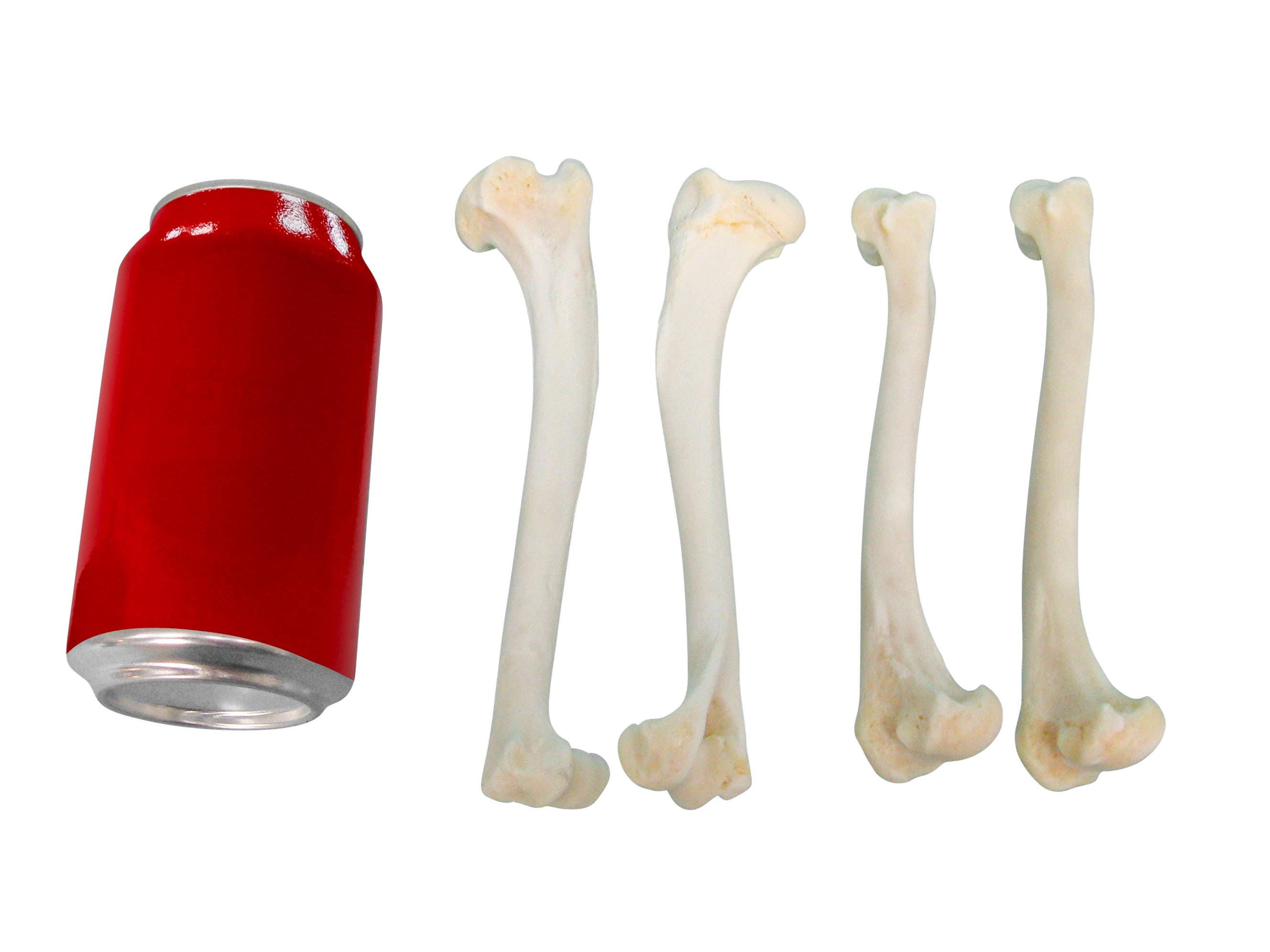 Bones ZX | Human Leg Bones Model (Lower Limb Skeleton), Life Size