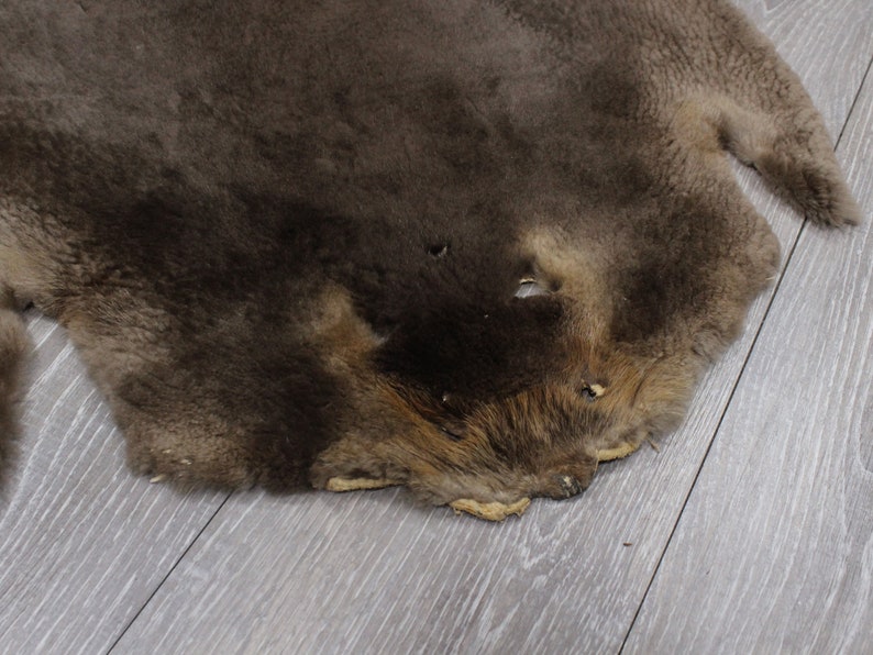 Sheared Beaver Skin Gallery Item 5055G3145 L18 Etsy