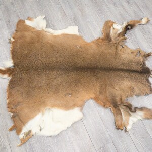 May include: A tanned animal hide, primarily brown with patches of white fur. The hide is irregularly shaped, with natural edges and a soft, textured appearance. The fur has a medium length and a natural, rustic aesthetic.