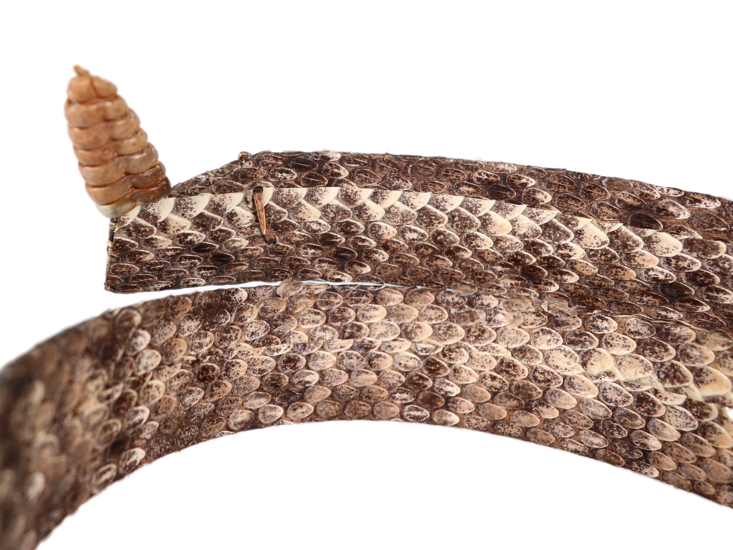 1.25 Real Rattlesnake Hat Band with Rattle 598HB202D Etsy