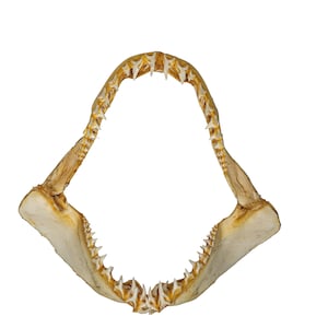 Real Mako Shark Jaw 14.5&quot; (561-J17-1415-G6135) Y1K