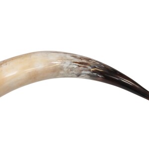 May include: A long, curved, brown and white cow horn.