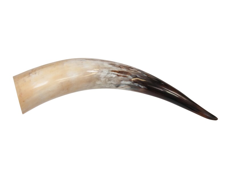 May include: A long, curved, brown and white cow horn.