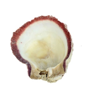 Red Orange Spiny Oyster Shell – Second Quality (1086-12-G3335) Y1J