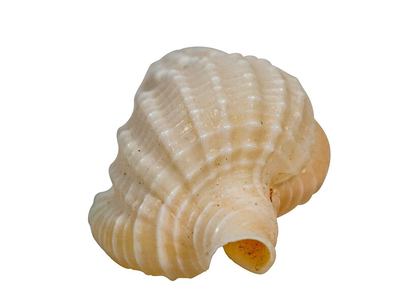Nassa Reticulata Shells 0.625