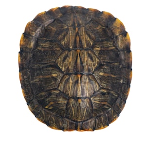 May include: Close-up of a turtle shell with a dark brown and black pattern. The shell has a yellow edge.