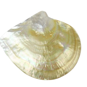 One Polished Gold Lip Mother Of Pearl Shell 6&quot; (1085-6) Y2J