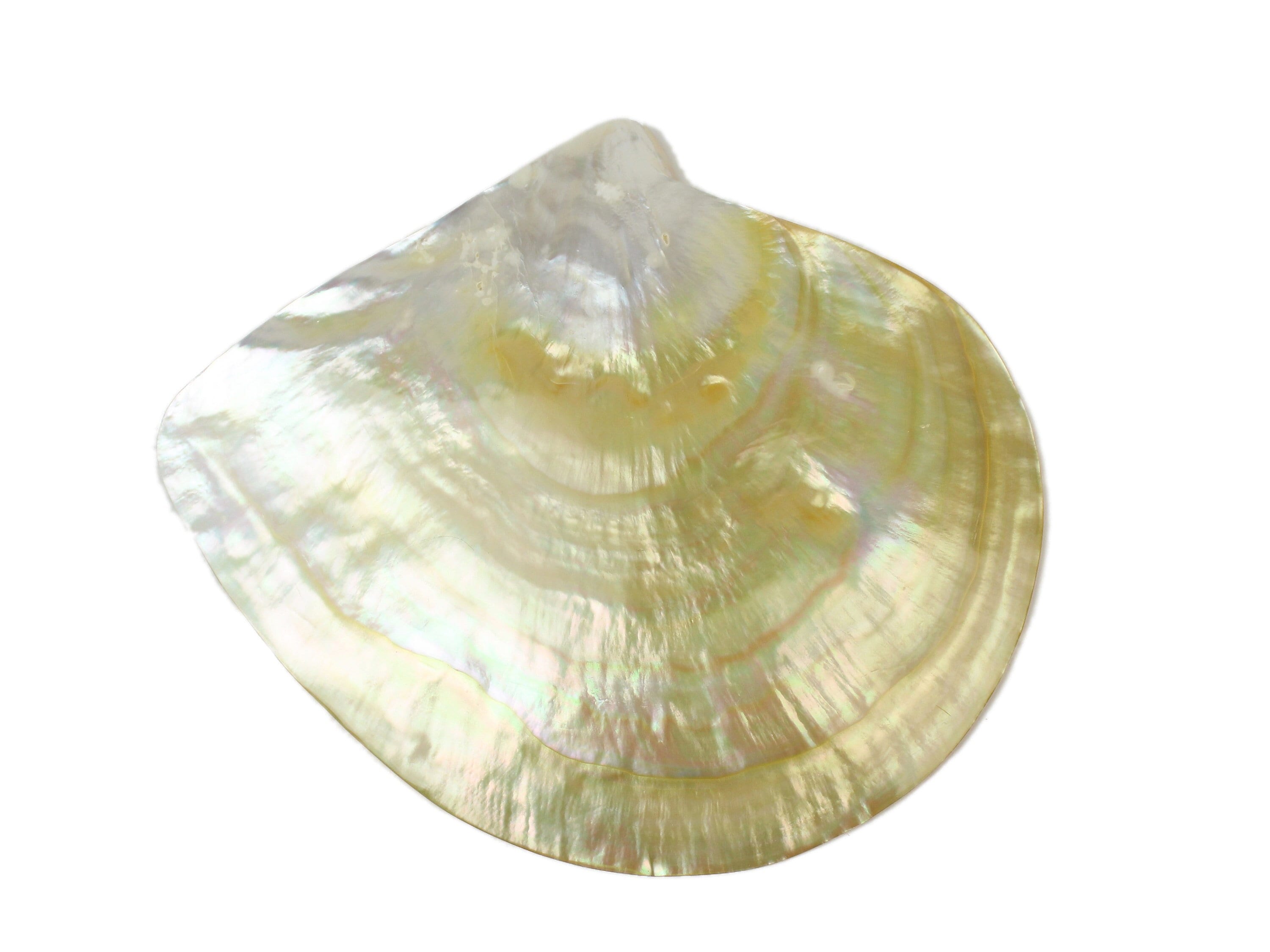 One Polished Gold Lip Mother of Pearl Shell 6