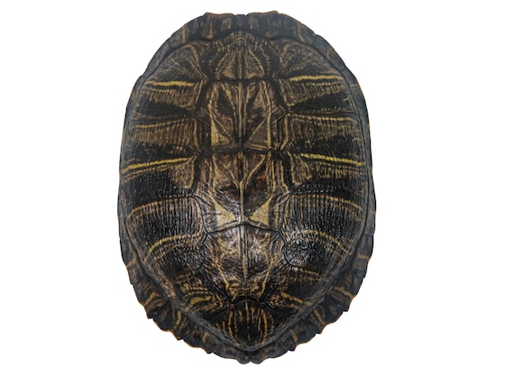8 to 9 Red Ear Turtle Shell (227GS-0809) 10UBS