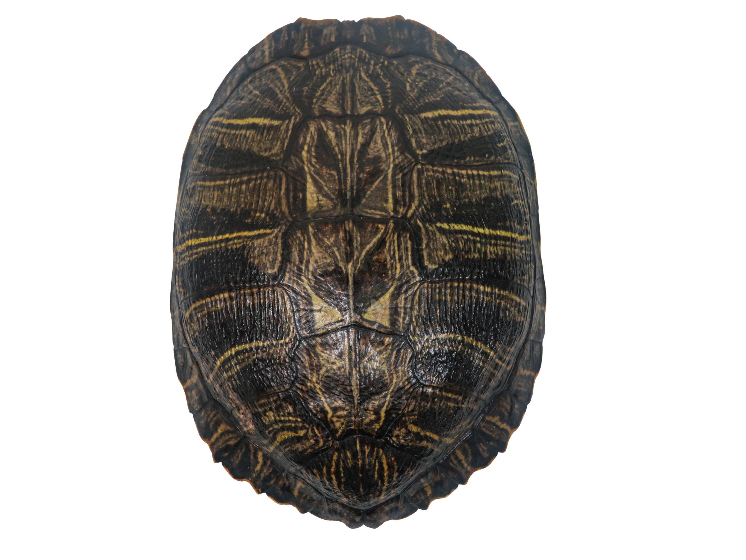 Carapace de tortue rouge de 8 à 9 227GS-0809 10UBS -  France