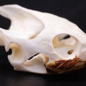 May include: White turtle skull with visible bone structure and a brown, textured underside.