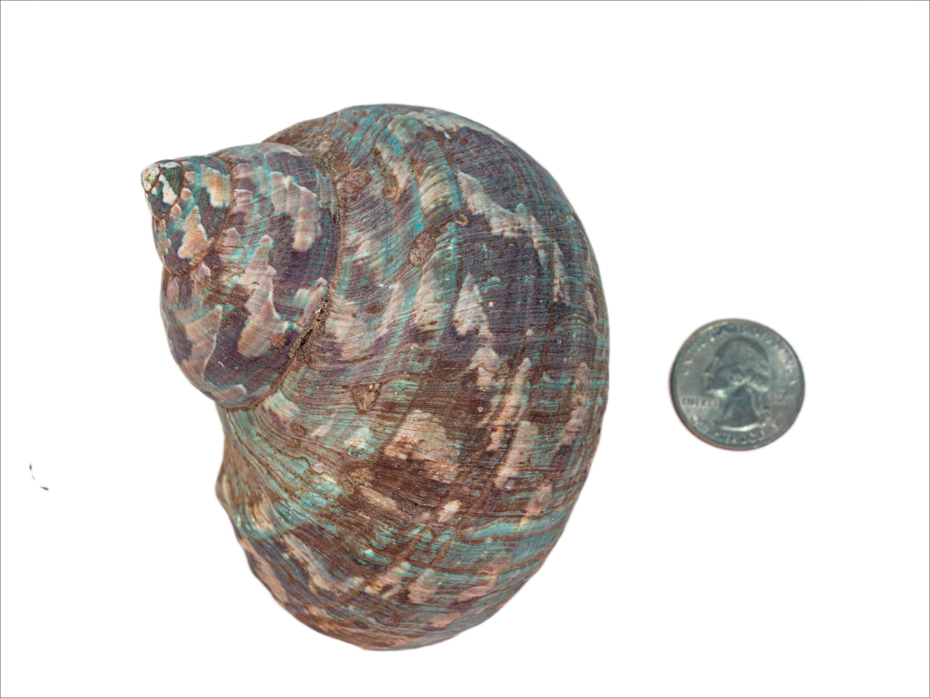 L31 Shell Raw Camouflage Turbo Sarmaticus Shell Large Size (672-R-L) L31 - Etsy