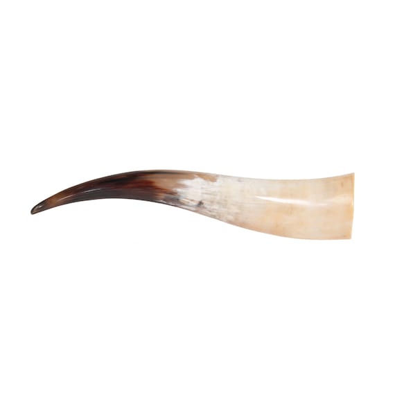 One Polished Steer Horn 22" long (304-20-24-G6408)