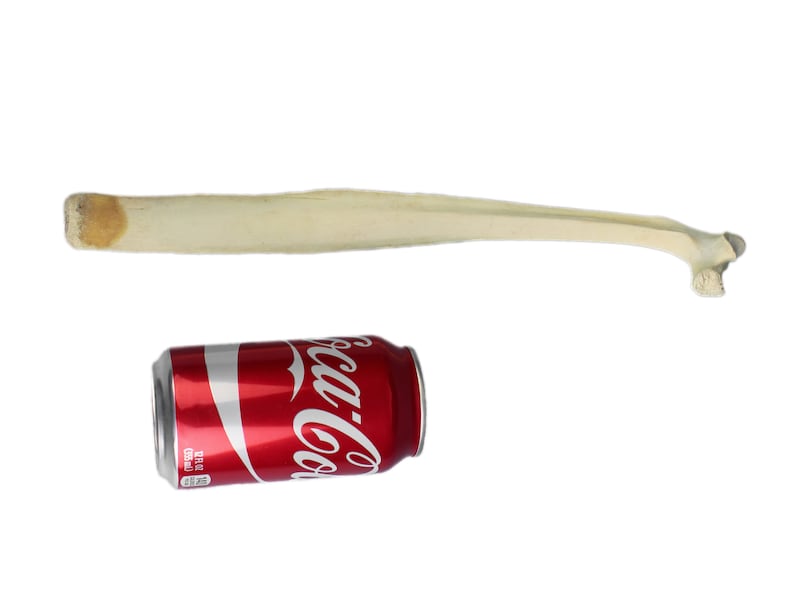 403-10 10UB1 Real Water Buffalo Rib