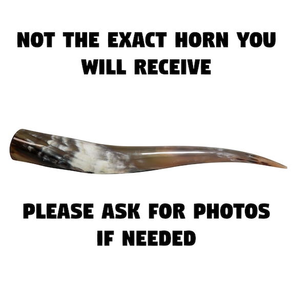 One Random Assorted Polished Steer Horn 28" to 30" (304-S2830-AS)