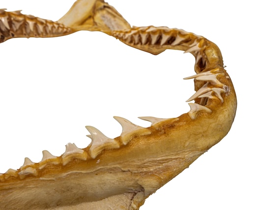 Mako Shark Jaw 23