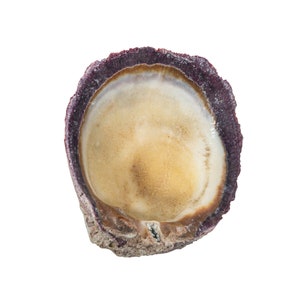 Purple Spiny Oyster Shell – Second Quality (1086-22-G4991) Y1J