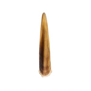 May include: A single, elongated antler, showcasing a natural, tapered form. The antler displays a gradient of colors, transitioning from a light tan at the tip to a darker brown along the sides, with a textured base. The background is plain white.