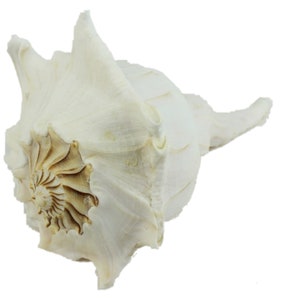 Mexican Left Hand Lightning Whelk Shell: 9-10&quot; (1361-0910-AS) Y3J