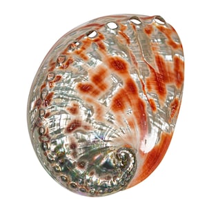 One (1) Random Assorted Polished Mexican Red Abalone Shell: 5&quot;-6&quot; (221-56RP) Y1X