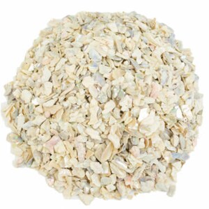 May include: A pile of small, white, iridescent seashells. The shells are various shapes and sizes, and some have a pearly sheen.