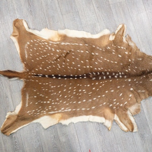 Axis Deer Hide Upholstery Grade: Extra Large (488-UPXL-G6211) Y1H