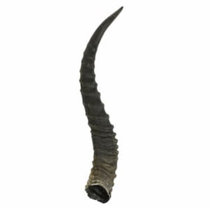 Real Springbok Horn: Extra-Large 12&quot;+ (1025-XL) Y1K
