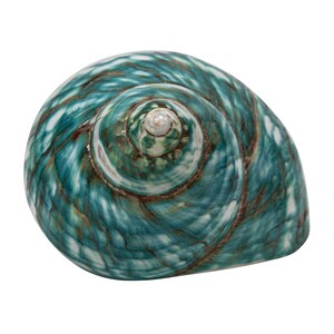 Polished Green Turbo Imperialis Shell: Small (1143-P-GN-S) Y3L