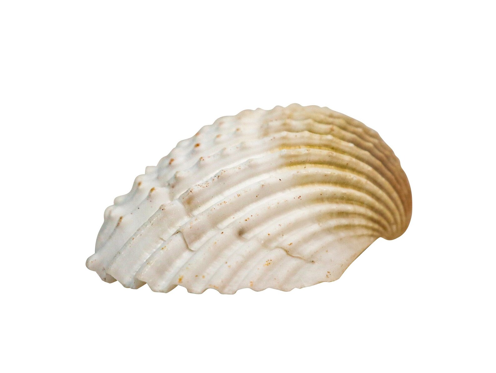 White Ark Shells: 1.25