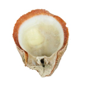 Red Orange Spiny Oyster Shell – Second Quality (1086-12-G3340) Y1J