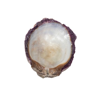 Purple Spiny Oyster Shell – Second Quality (1086-22-G4993) Y1J