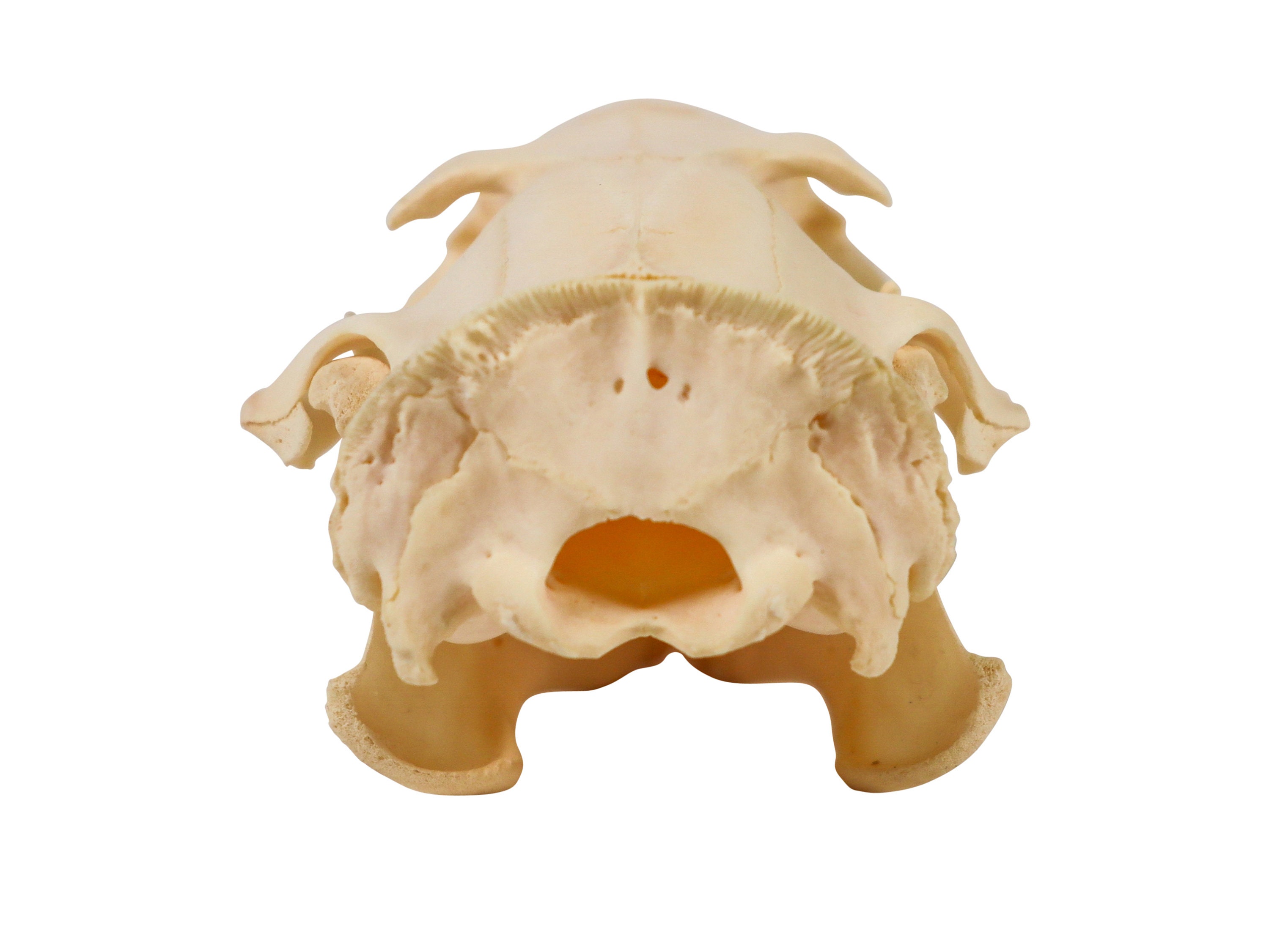 Groundhog/woodchuck Skull (15-234 ) C01 - Etsy